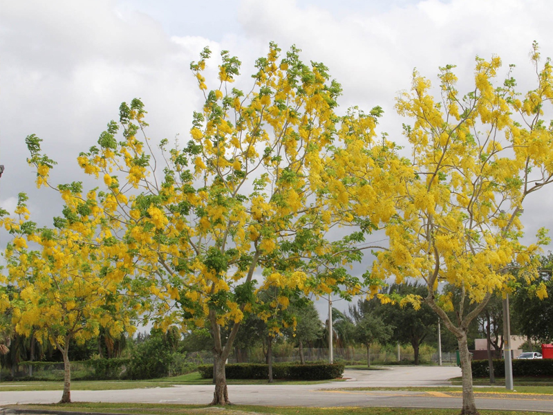 Cây Muồng Hoàng Yến