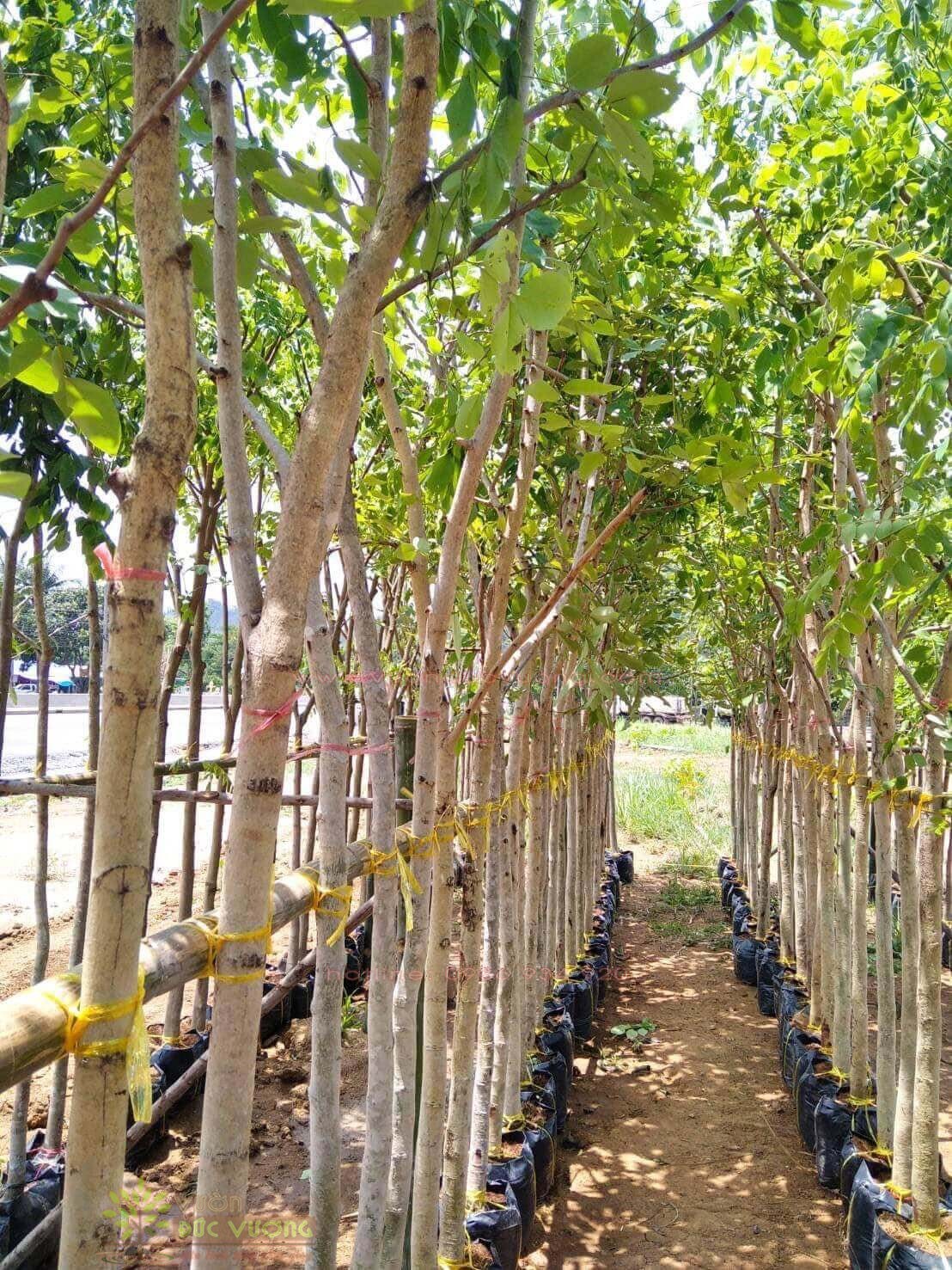 Cây Muồng Hoàng Yến 2