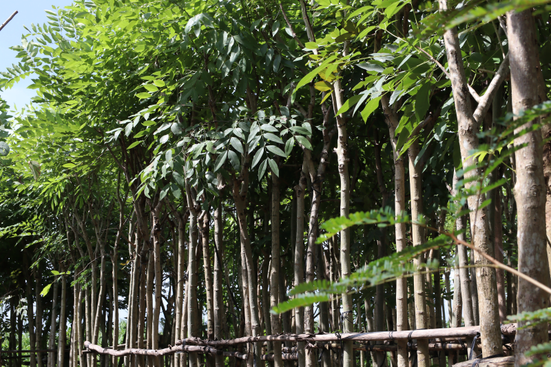 Cây Muồng Hoàng Yến 3