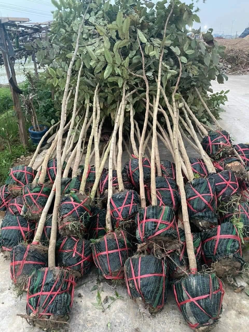 Cây Muồng Hoàng Yến 4