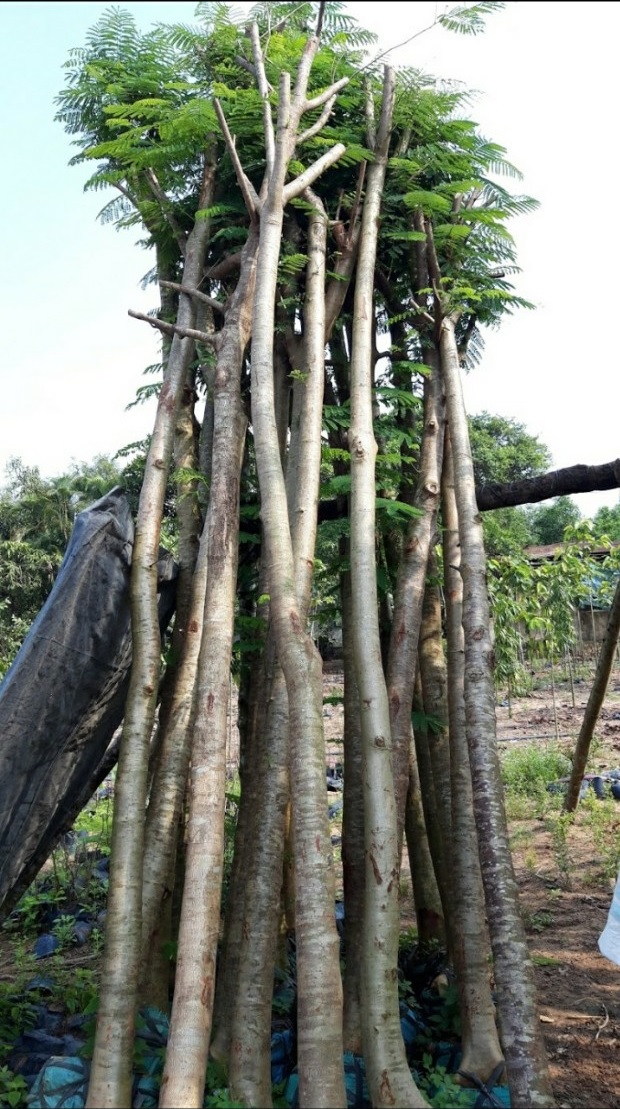 Cây phượng vĩ 2