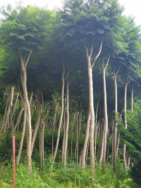 Cây phượng vĩ 4