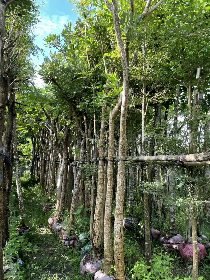 Cây Chuông Vàng 3