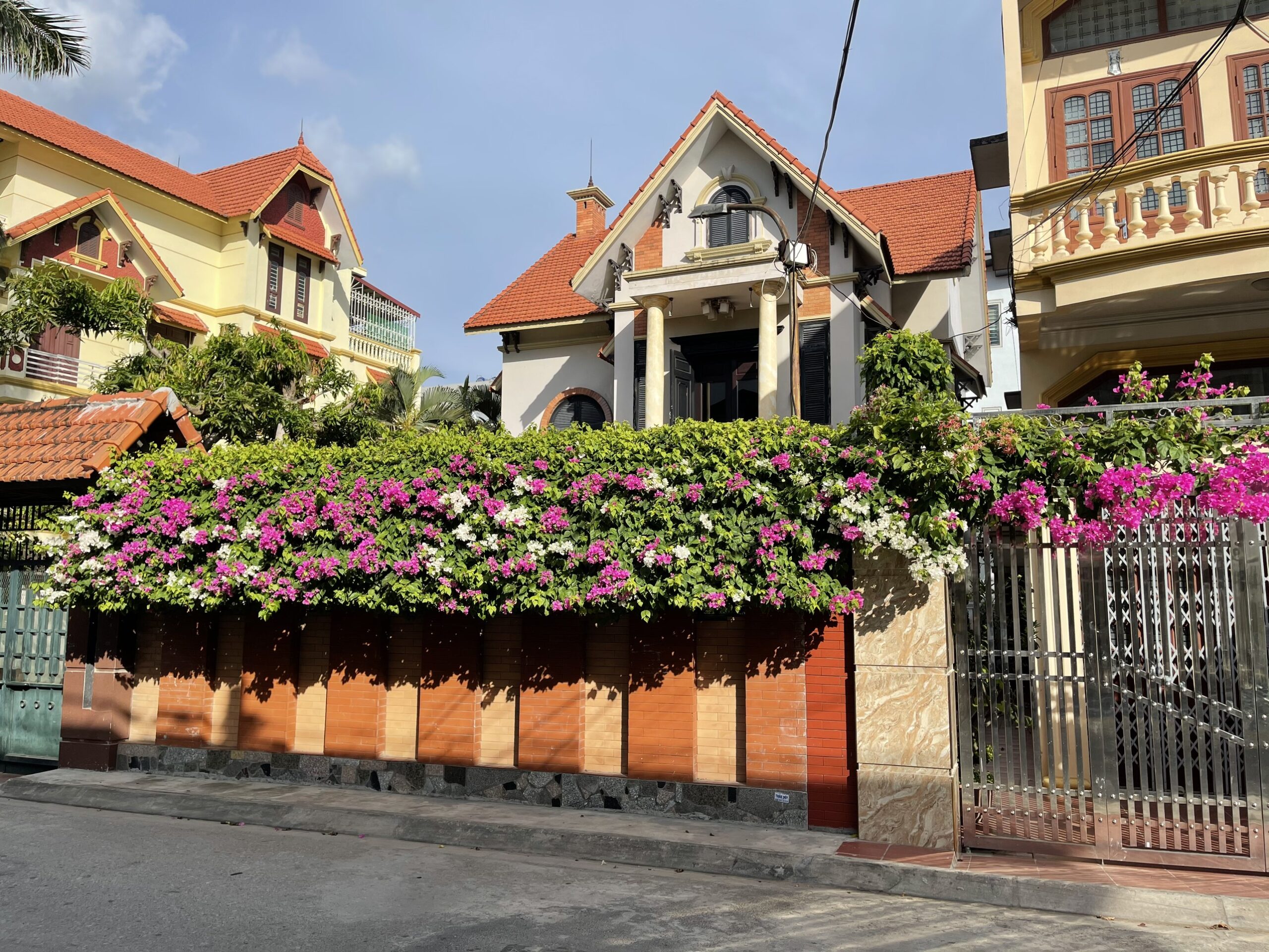 Cây Hoa Giấy Leo 3