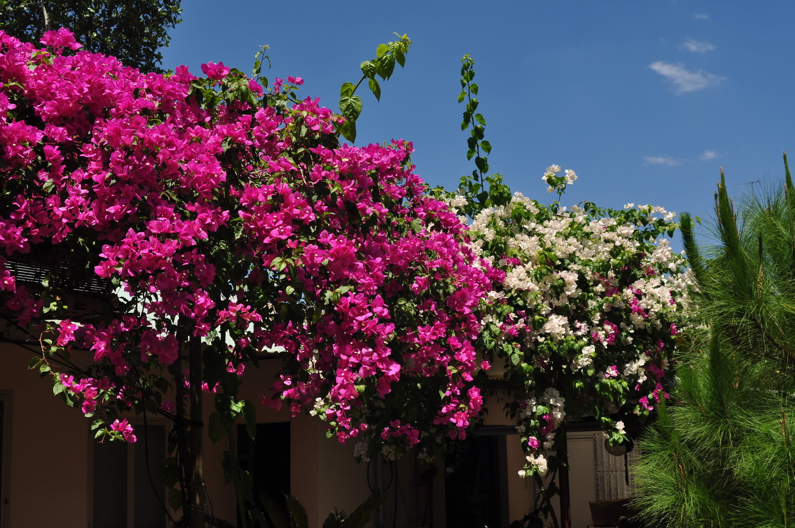 Cây Hoa Giấy Leo 4