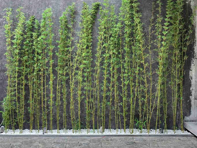 Cây trúc quân tử