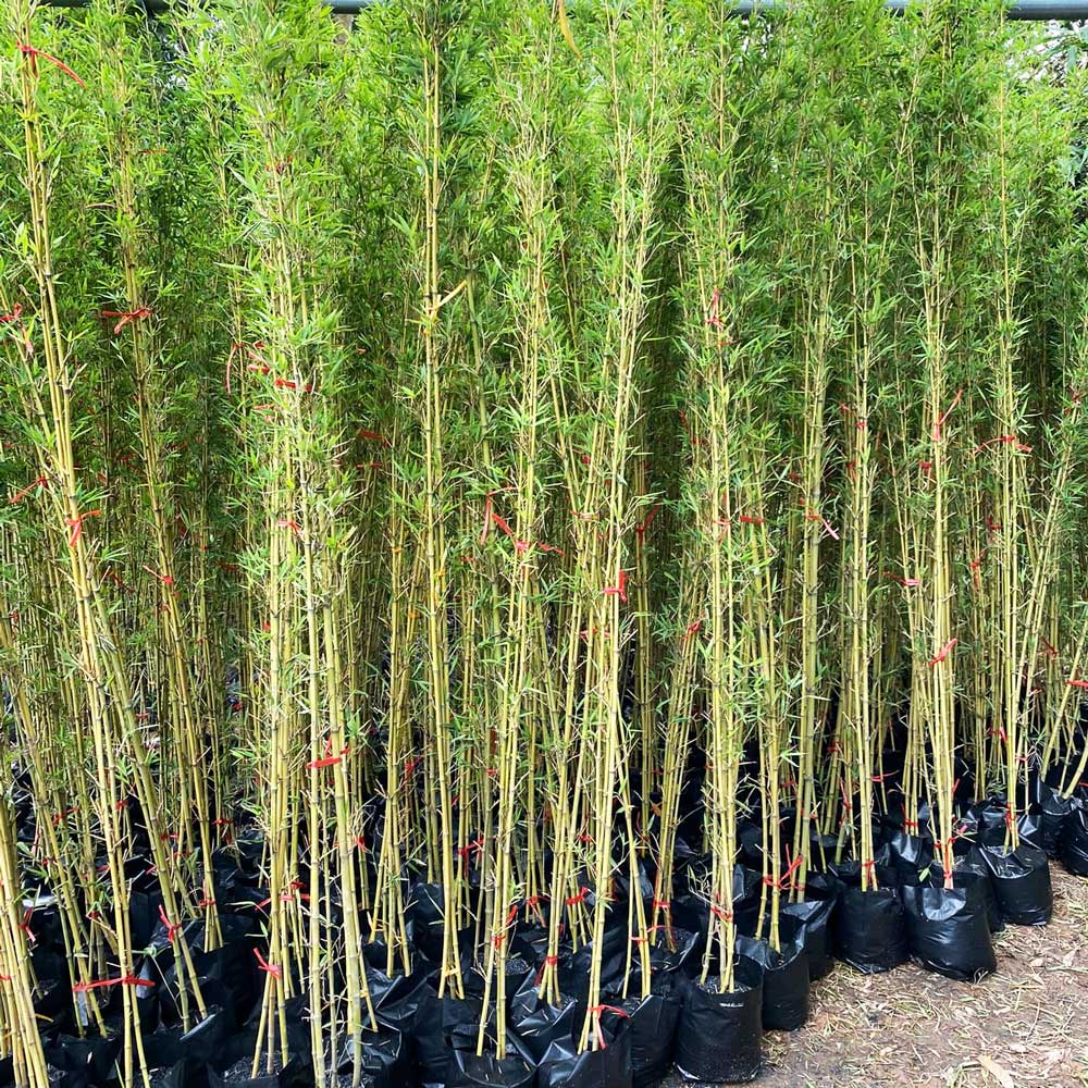 Cây trúc quân tử 3