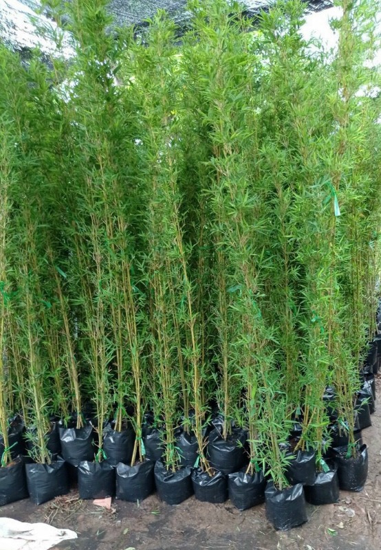 Cây trúc quân tử 4