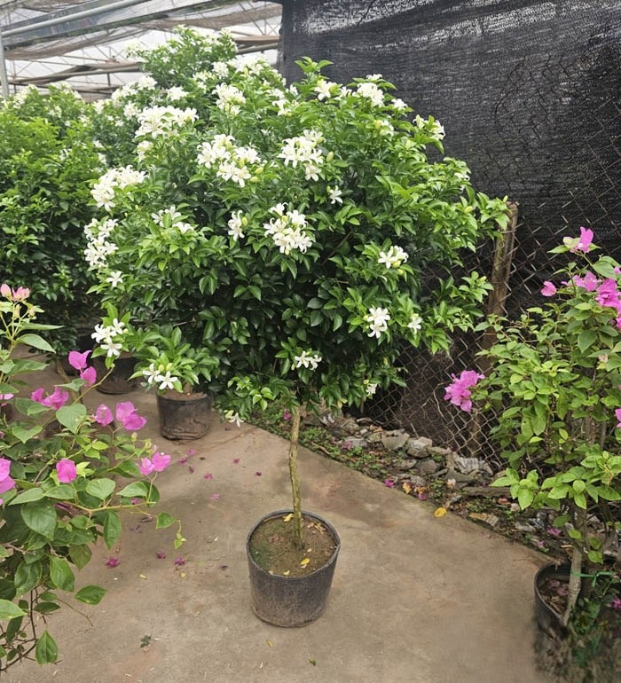 Cây nguyệt quế 2