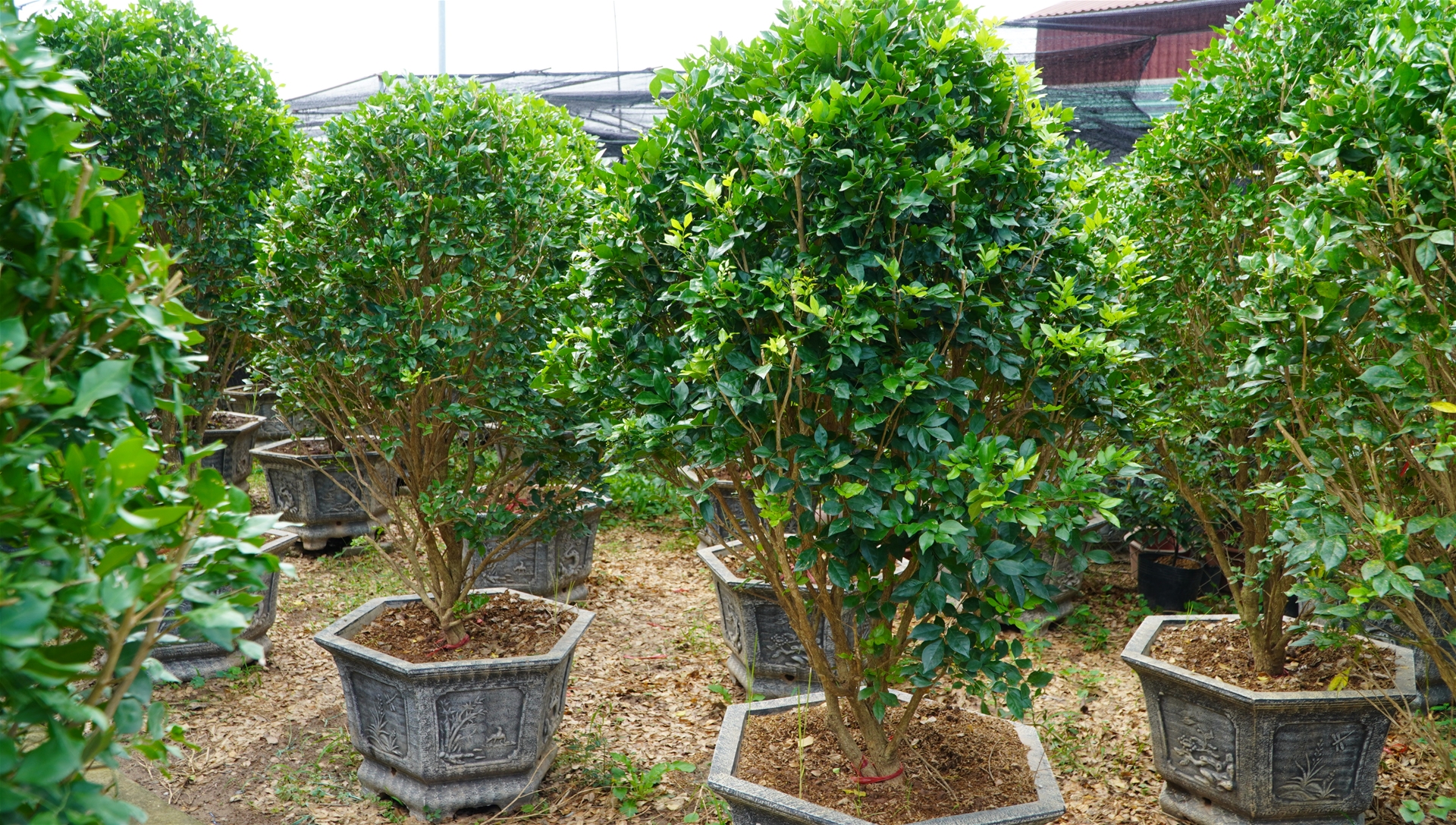 Cây nguyệt quế 3