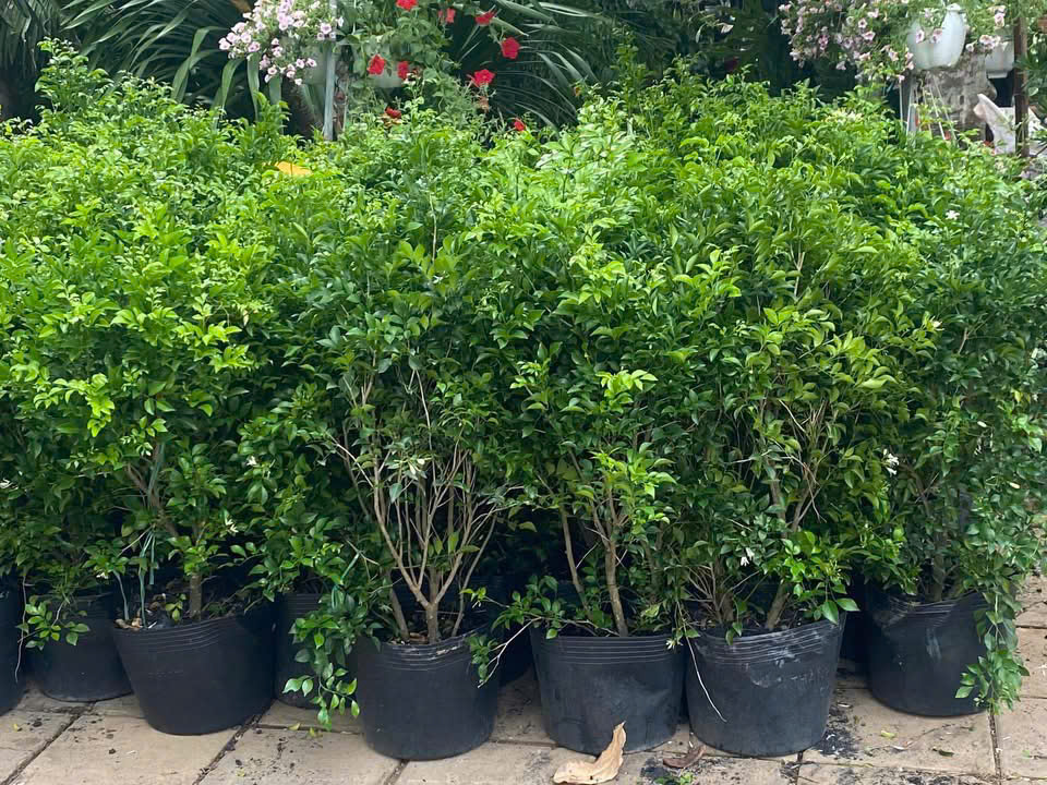 Cây nguyệt quế 4