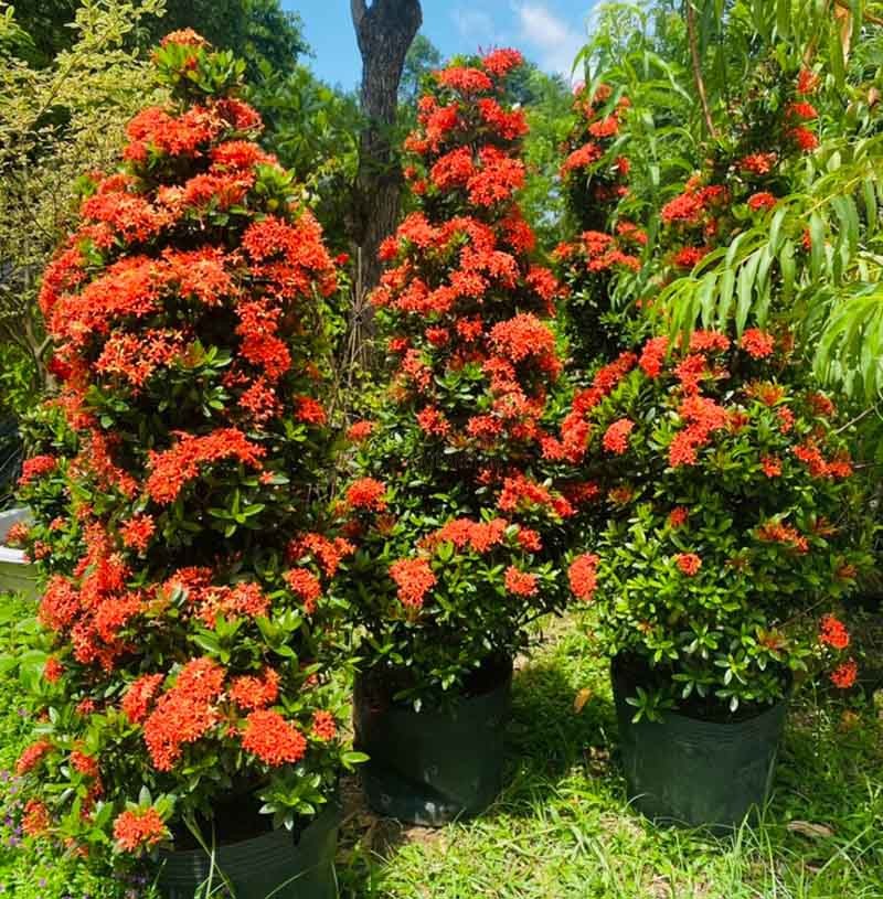 Cây bông trang (mẫu đơn ta) 2