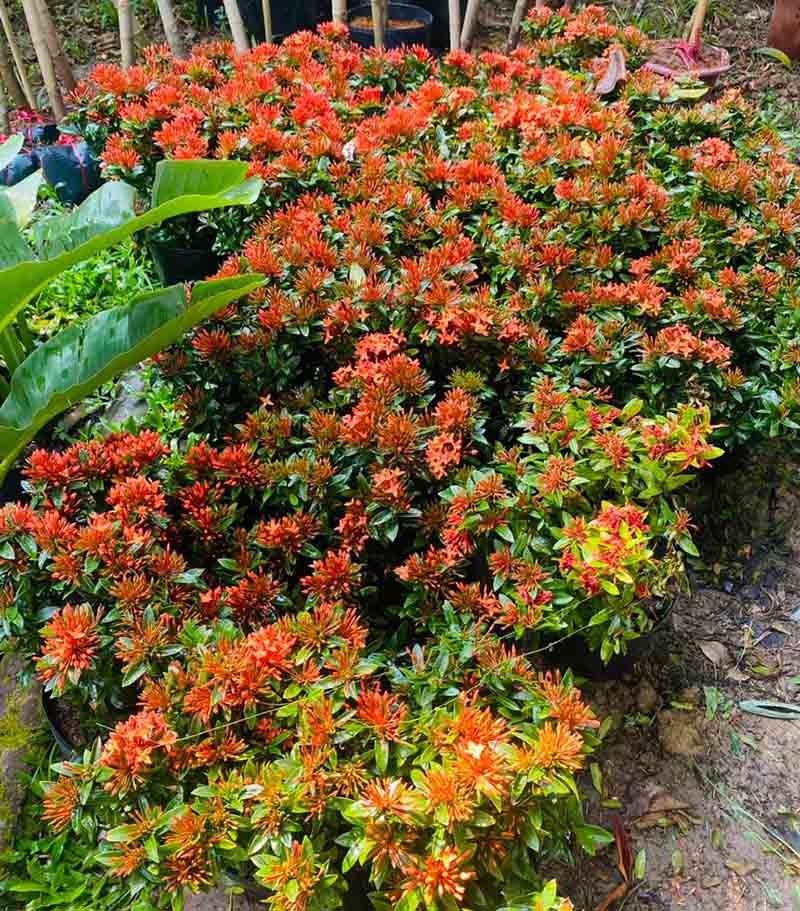 Cây bông trang (mẫu đơn ta) 3