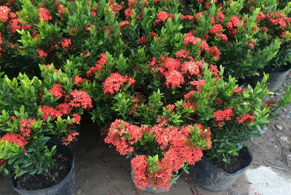 Cây bông trang (mẫu đơn ta) 4