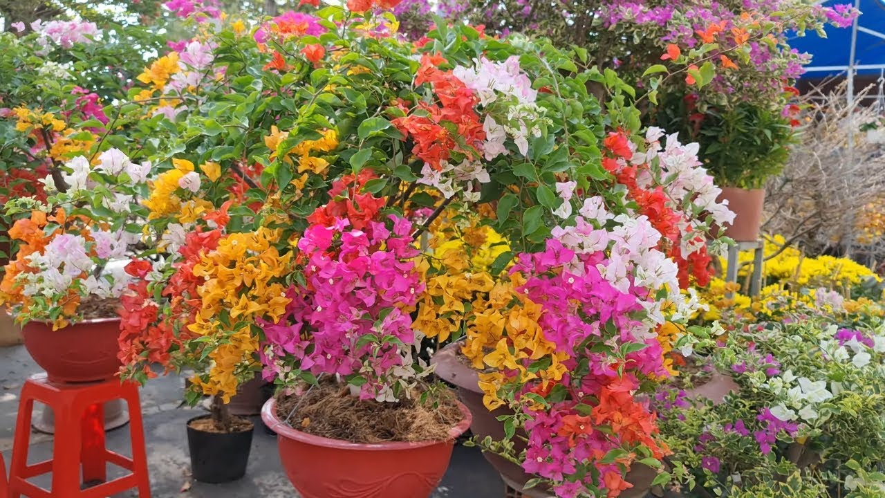 Hoa giấy các màu