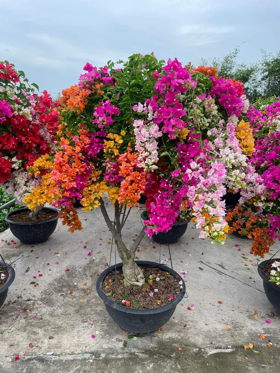 Hoa giấy các màu 2