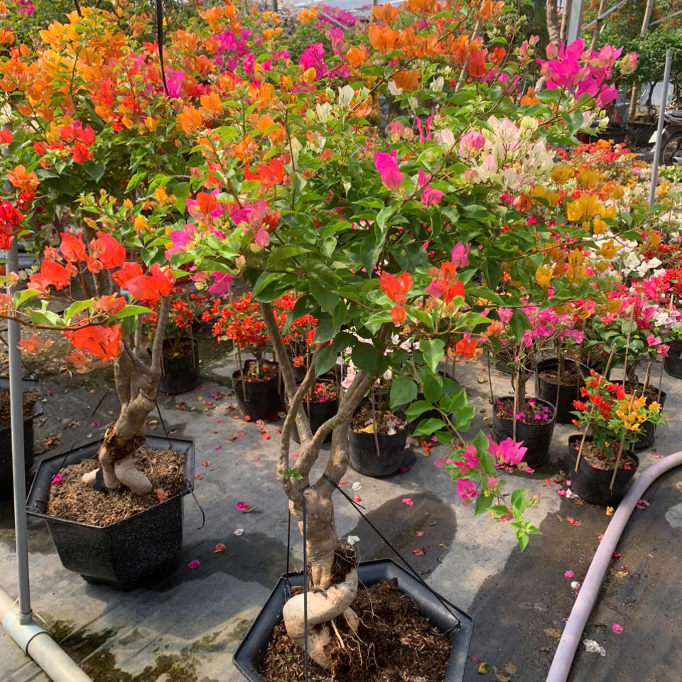 Hoa giấy các màu 3