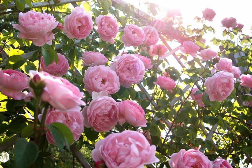 Hoa hồng cổ hoa hồng leo 3