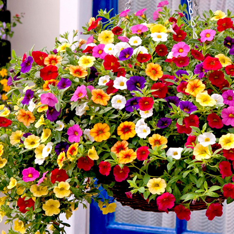 Hoa dạ yến thảo