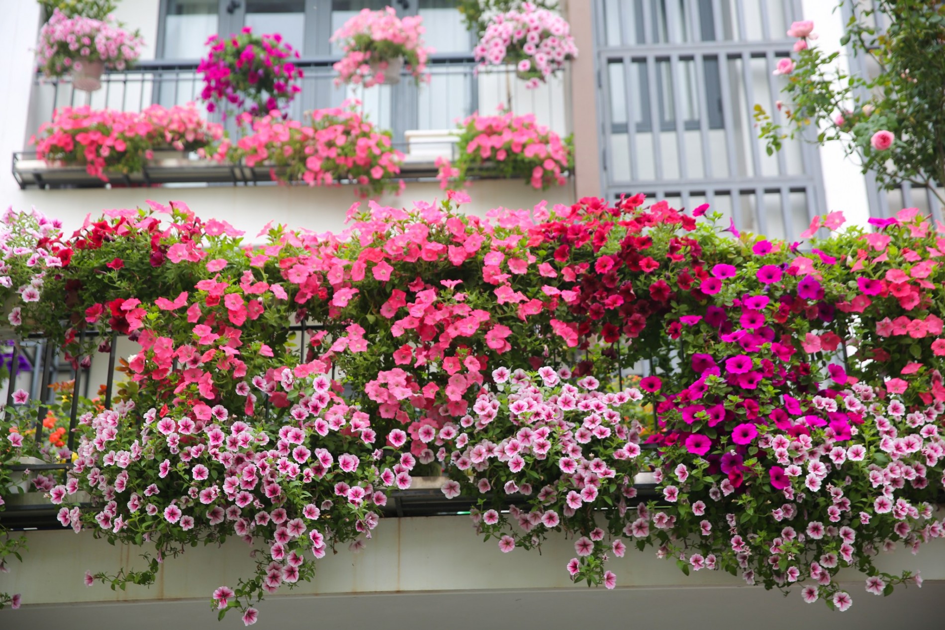 Hoa dạ yến thảo 2