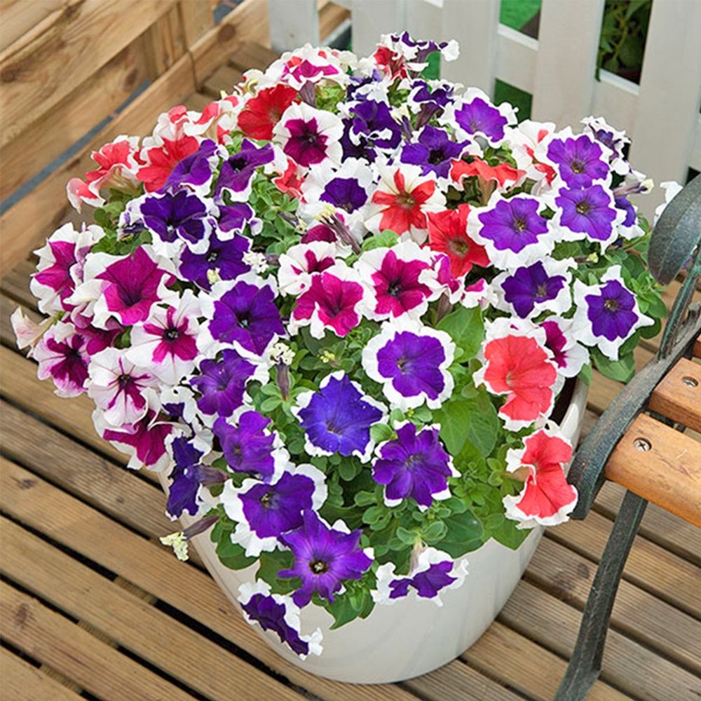 Hoa dạ yến thảo 3