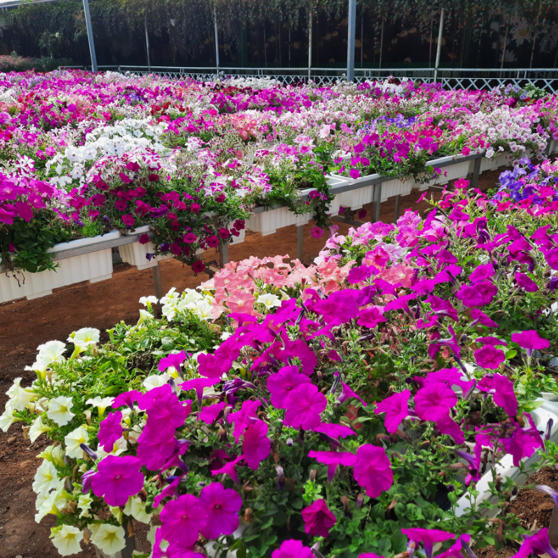 Hoa dạ yến thảo 4