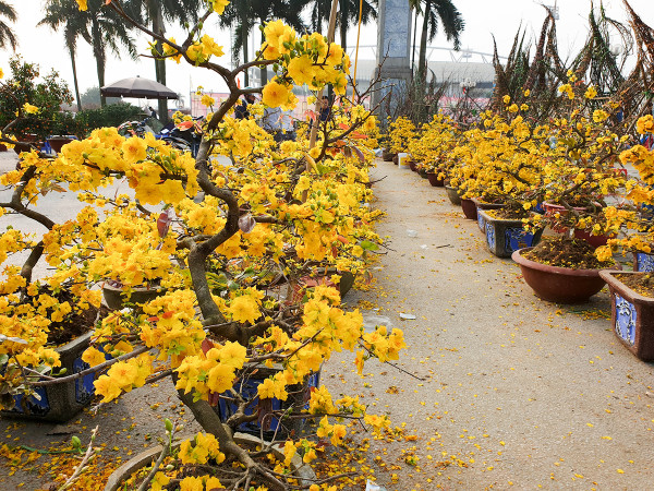 Hoa Mai Vàng 4