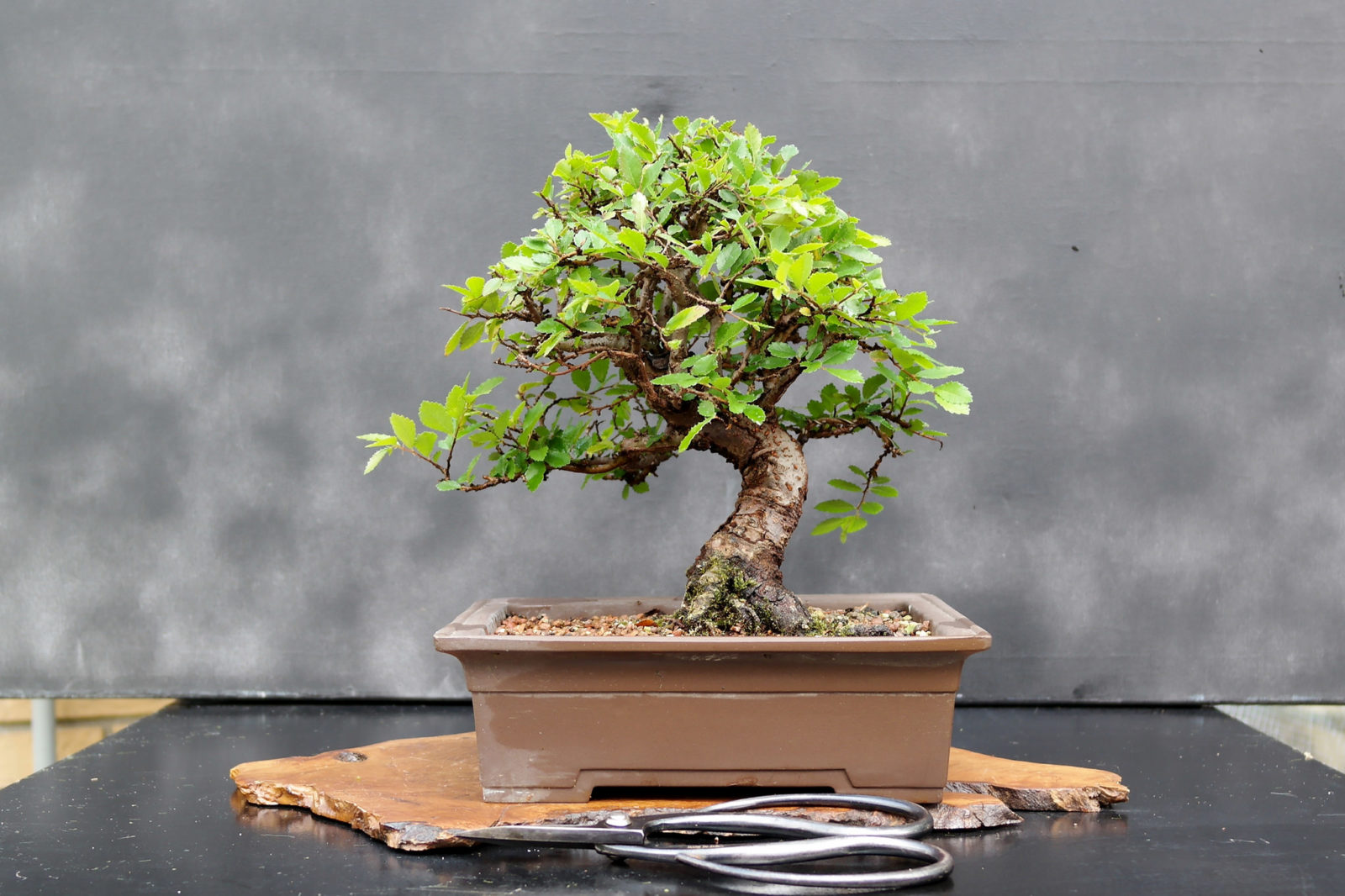 Cây bonsai mini