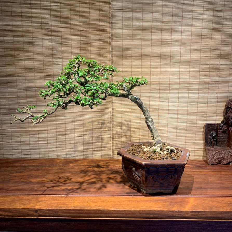 Cây bonsai mini 2