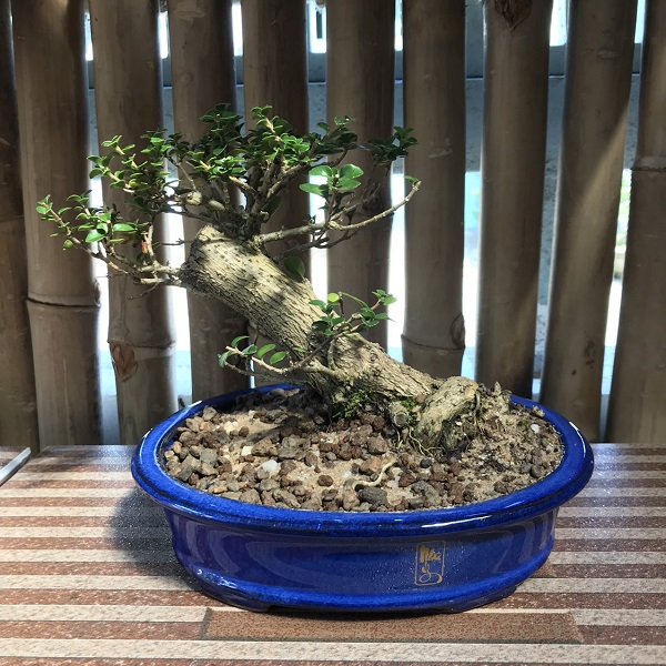 Cây bonsai mini 3