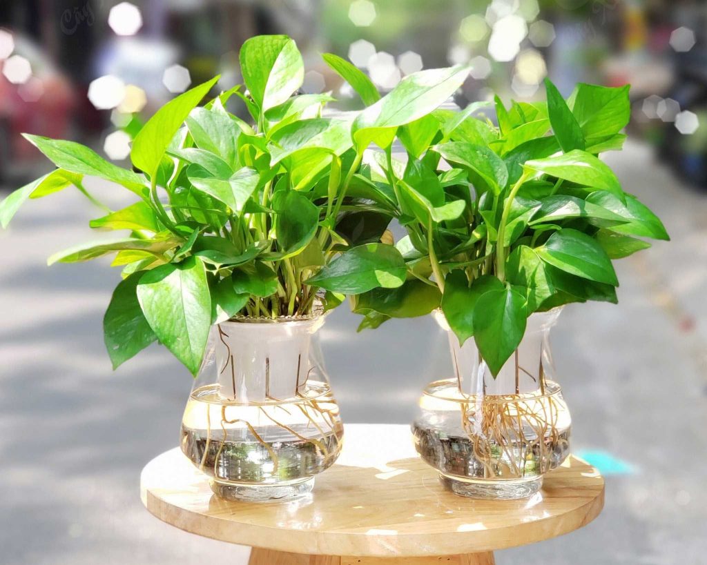 Cây kiểng lá: Top trầu bà, vạn niên thanh