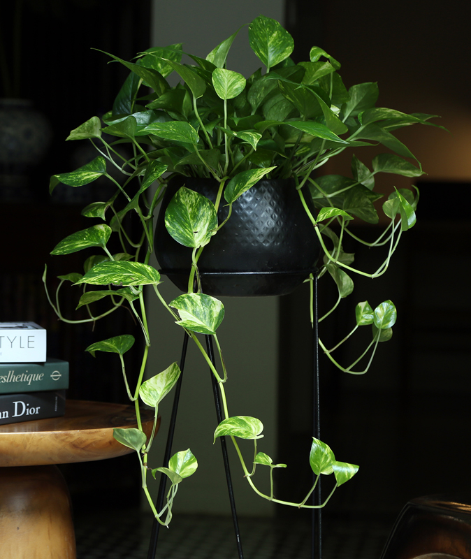 Cây kiểng lá: Top trầu bà, vạn niên thanh 2