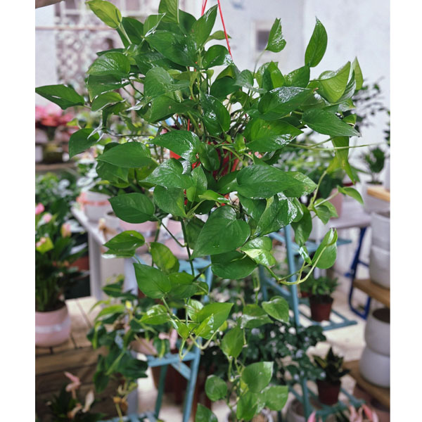 Cây kiểng lá: Top trầu bà, vạn niên thanh 3