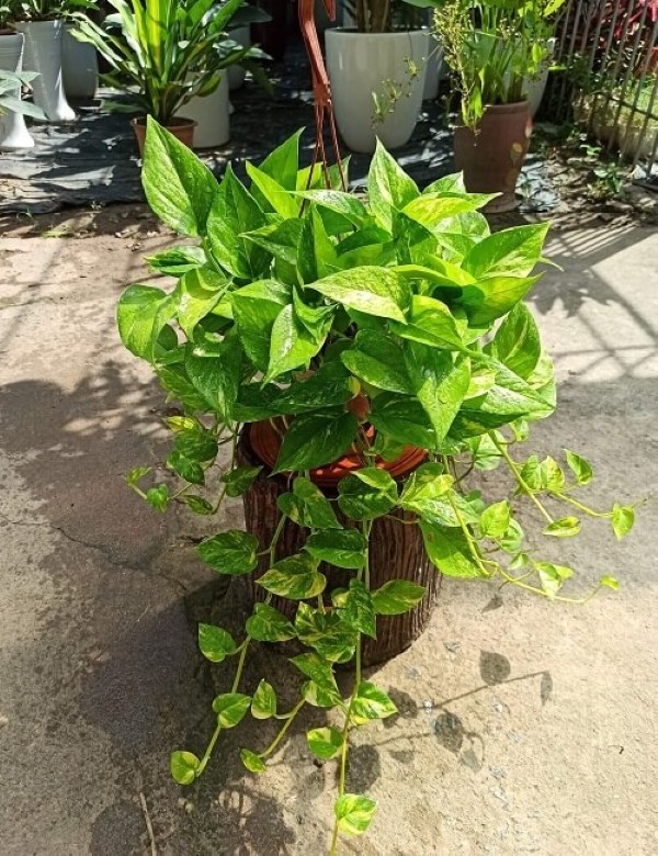 Cây kiểng lá: Top trầu bà, vạn niên thanh 4