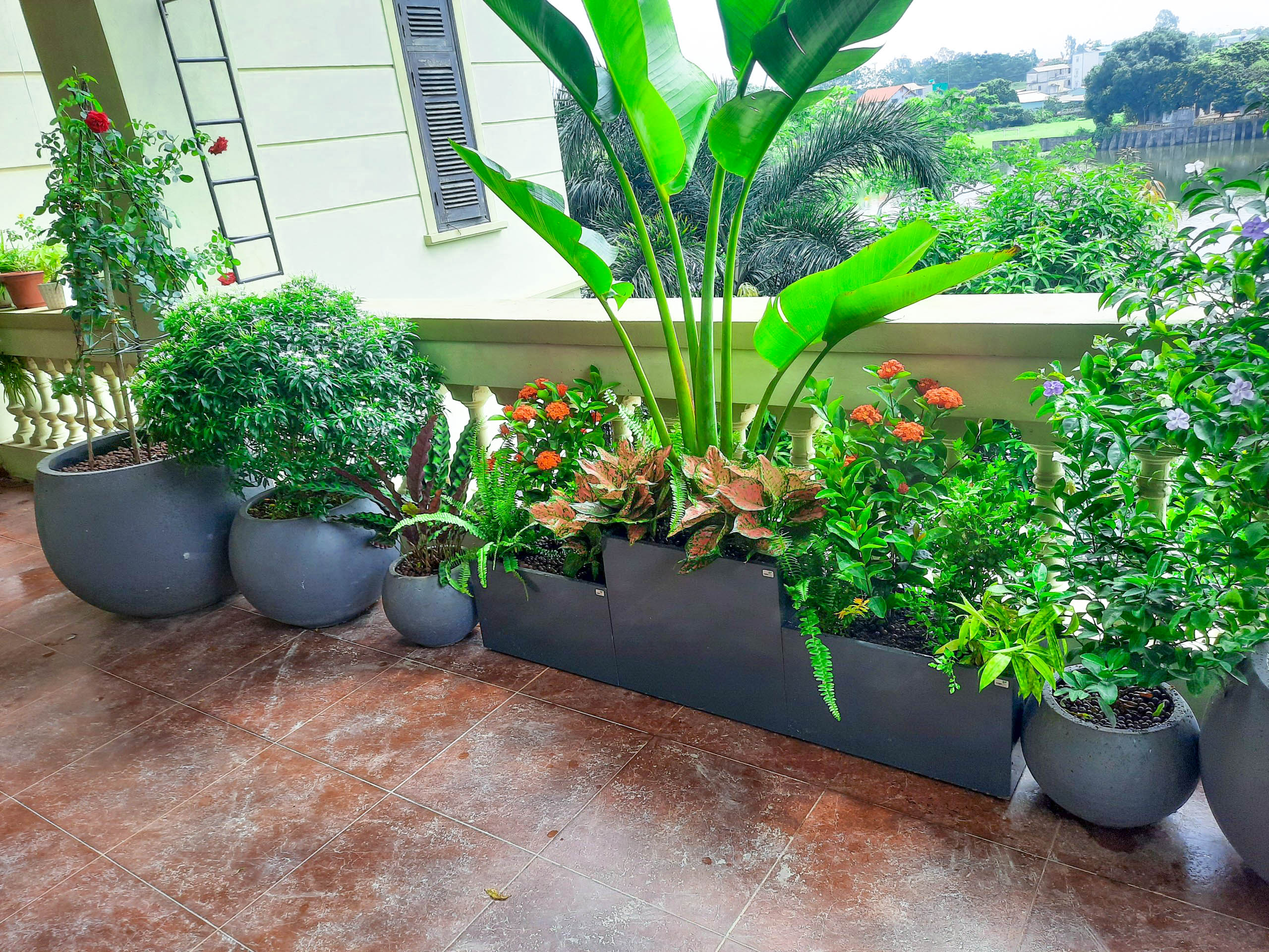 Cây kiểng trồng chậu đẹp