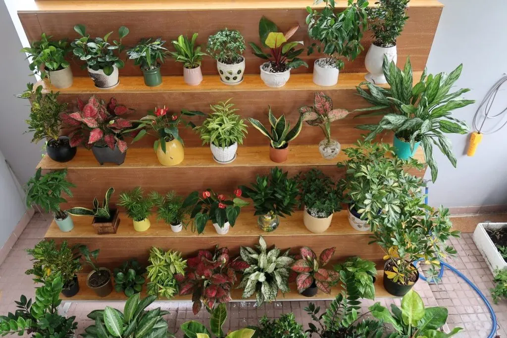 Cây kiểng trồng chậu đẹp 2