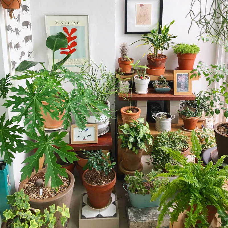 Cây kiểng trồng chậu đẹp 5