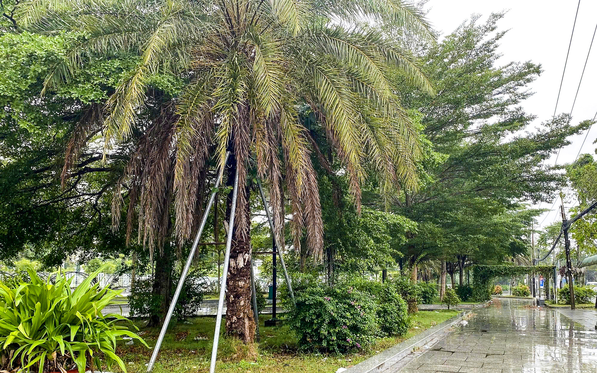 Cung cấp cây xanh Lâm Đồng uy tín, giá tốt