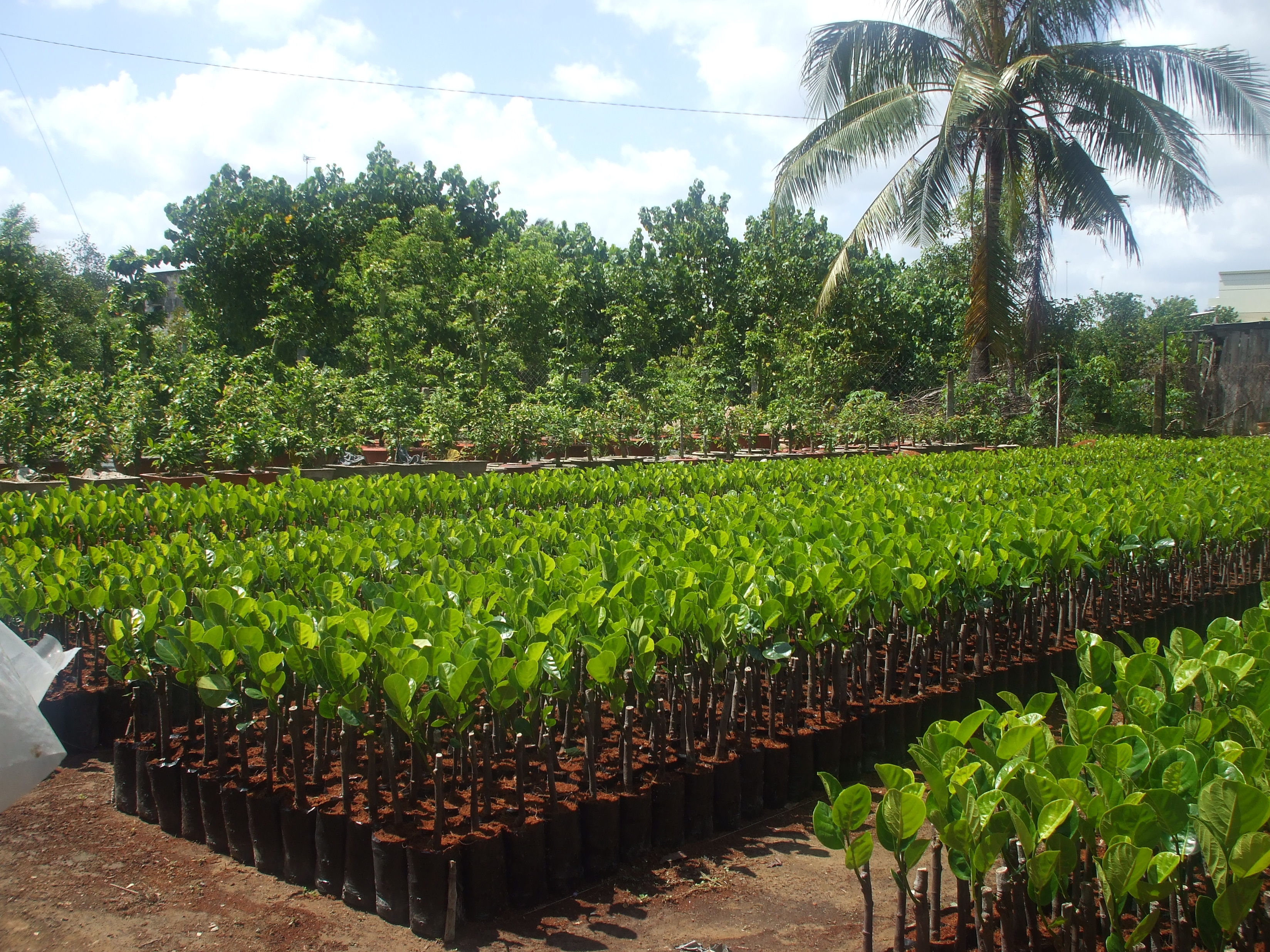 Bán Cây Giống Lâm Đồng Uy Tín