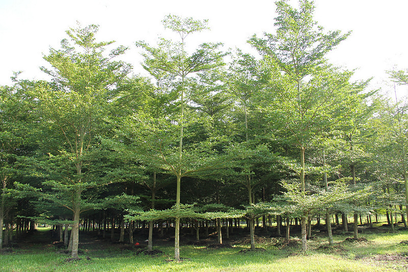 Cây bóng mát Bảo Lộc