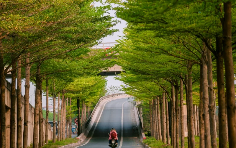 Cây Xanh Công Trình Đức Trọng Uy Tín, Giá Tốt