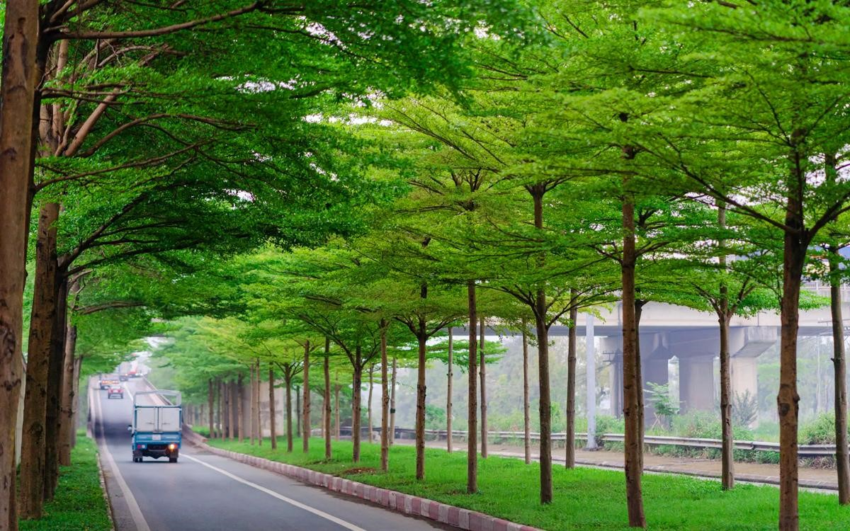 Cây Xanh Công Trình Đức Trọng Uy Tín, Giá Tốt