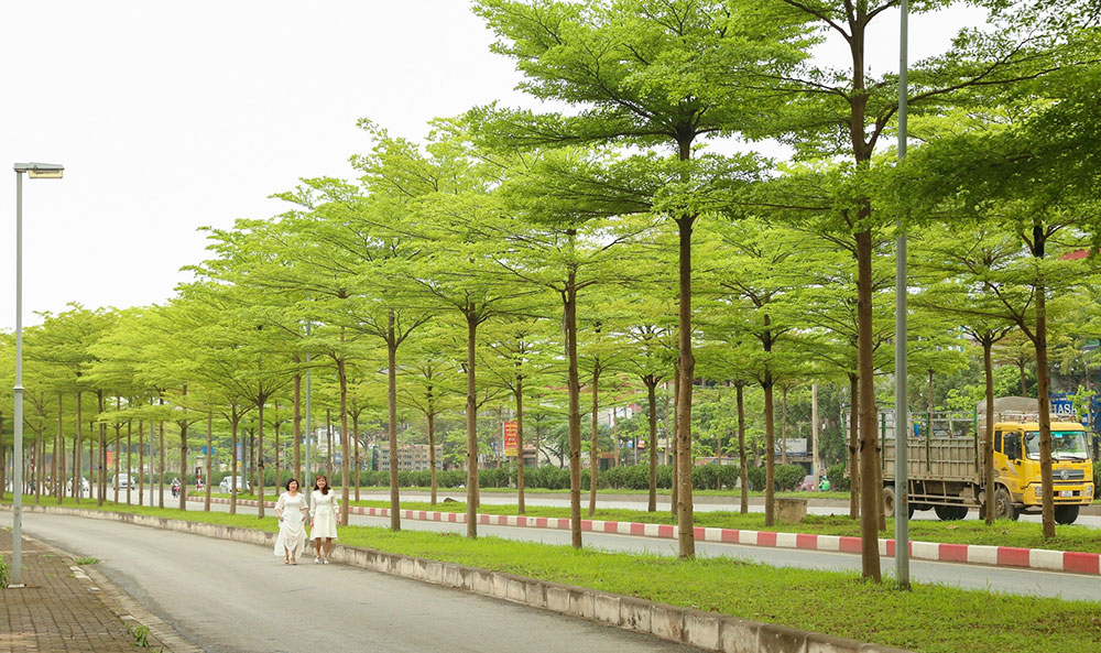 Cây xanh công trình Lâm Đồng