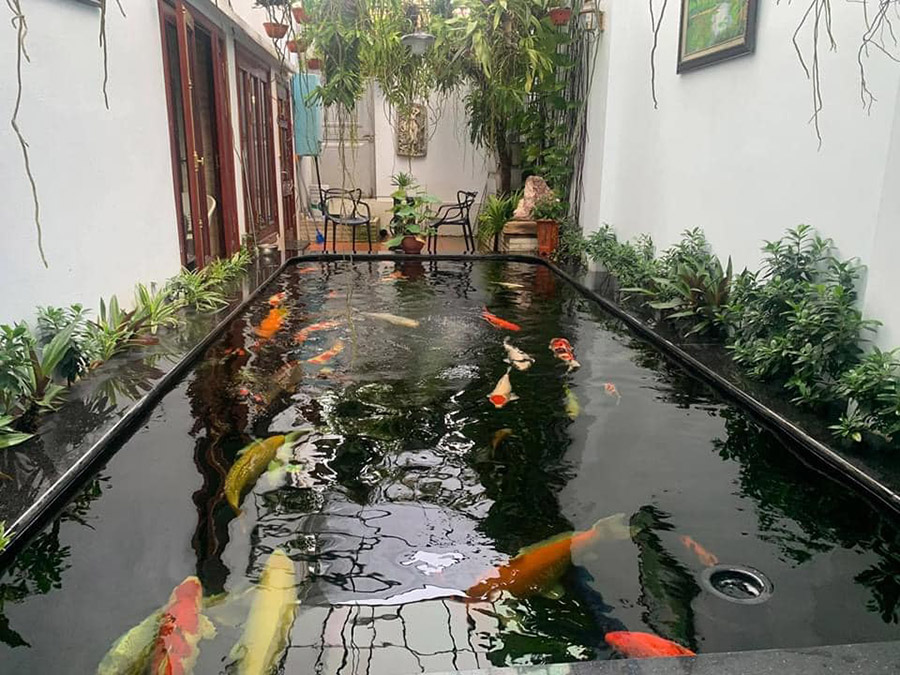 Làm Hồ Cá Koi Bảo Lộc Đẹp, Chuẩn Nhật