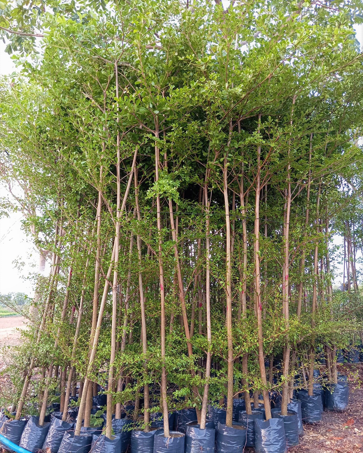 Cây Bàng Đài Loan 2