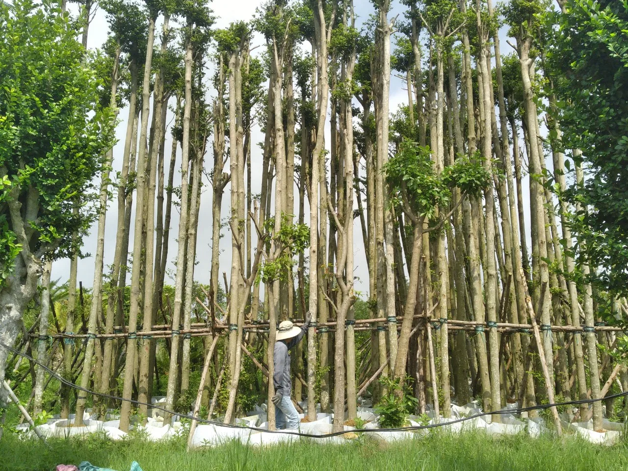 Cây Bàng Đài Loan 3