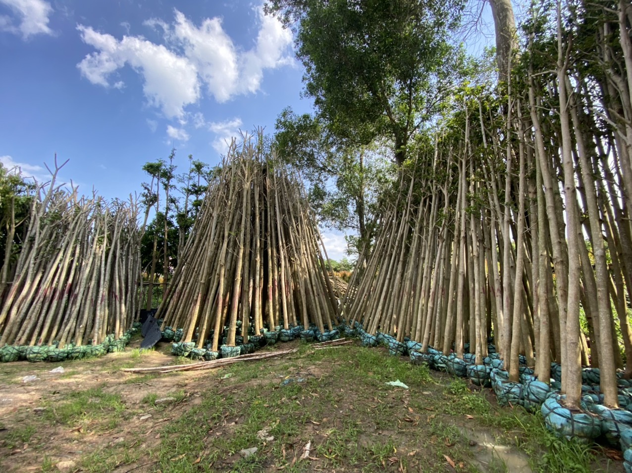 Cây Bàng Đài Loan 4