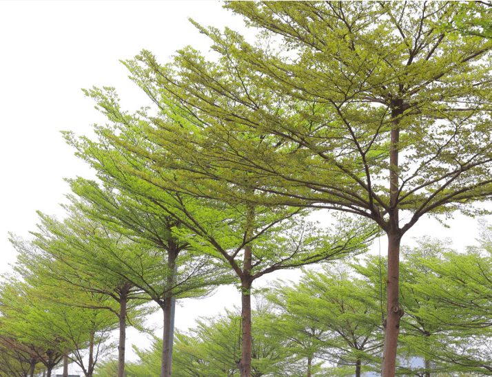 Cây Bàng Đài Loan