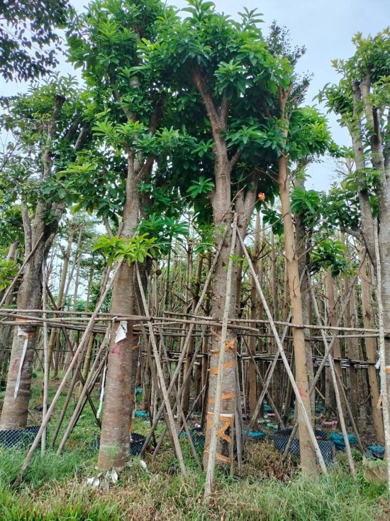 Cây Sala (Đầu Lân) 2