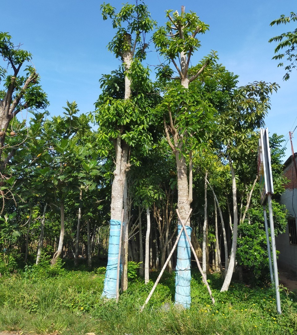 Cây Sala (Đầu Lân) 3